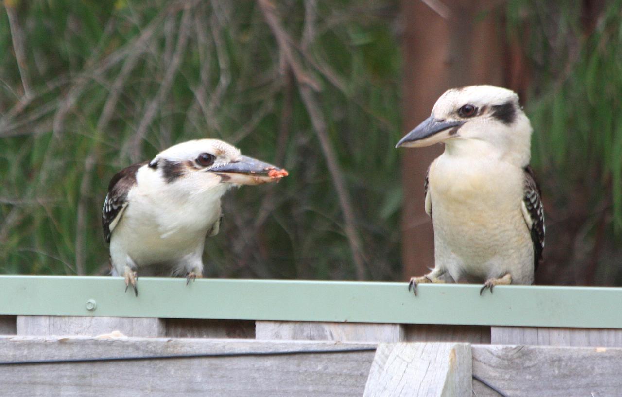 Riverview Tourist Park Margaret River Bagian luar foto